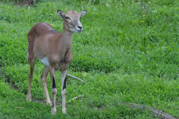 Mouflon bambino sullo sfondo di erba verde — Foto Stock