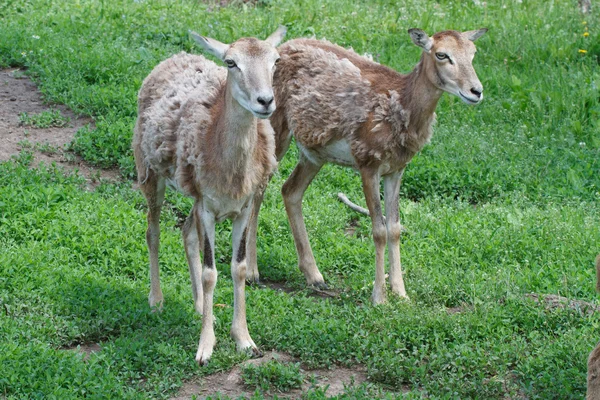 Två kvinnliga mufflon på sommaren på en bakgrund av grönt gräs — Stockfoto