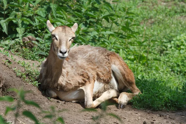 여름 털 갈이 중 여성 mouflon 휴식 — 스톡 사진