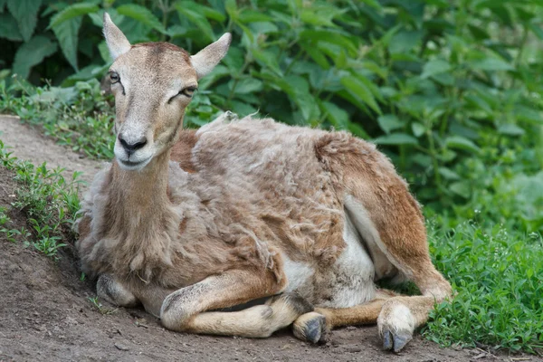 Mouflon young female resting in the pasture — Φωτογραφία Αρχείου