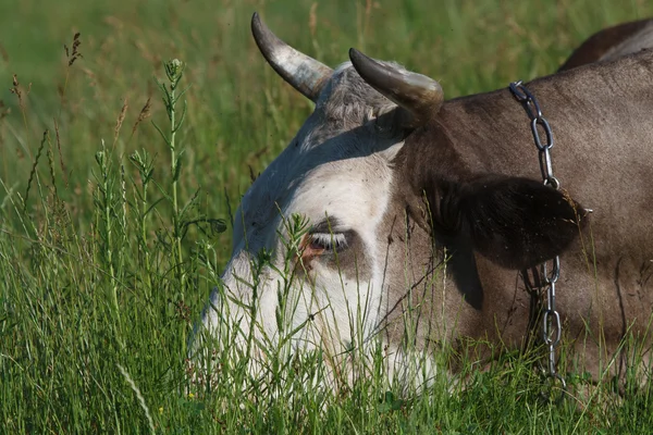 Vaca descansando na grama verde — Fotografia de Stock