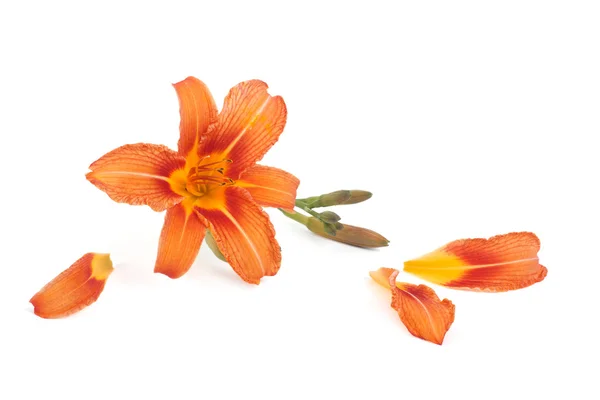 Flor de lirio y pétalos caídos aislados sobre fondo blanco — Foto de Stock