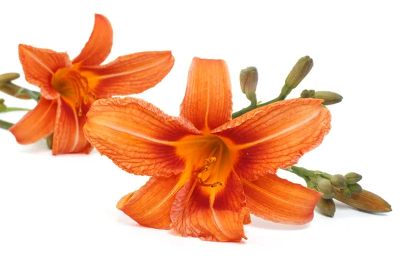 Dos hermosas flores de lirio anaranjado aisladas sobre fondo blanco —  Fotos de Stock