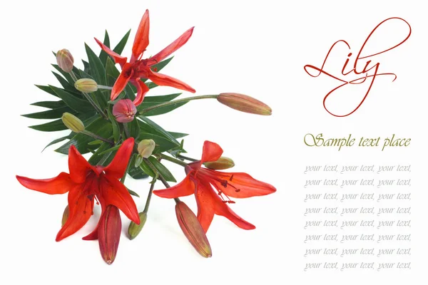 Festive floral greeting card with lilies isolated — Stock Photo, Image