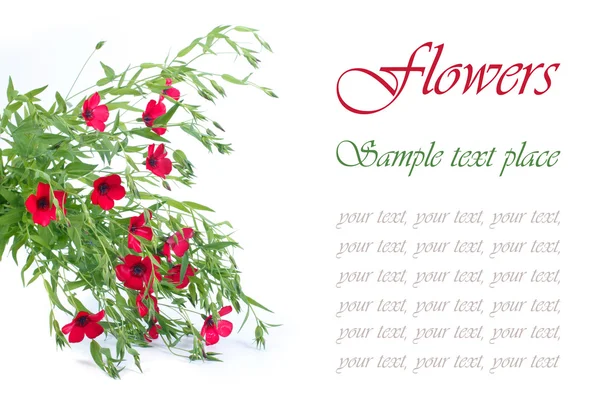 Bir buket çiçek izole beyaz zemin üzerine kırmızı keten — Stok fotoğraf