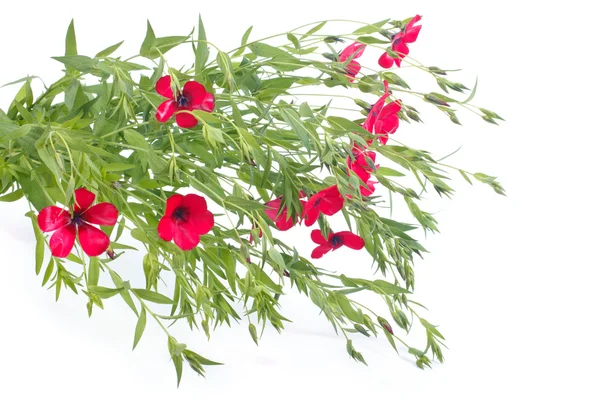 Blommar rött linne med gröna blad isolerad på vit — Stockfoto