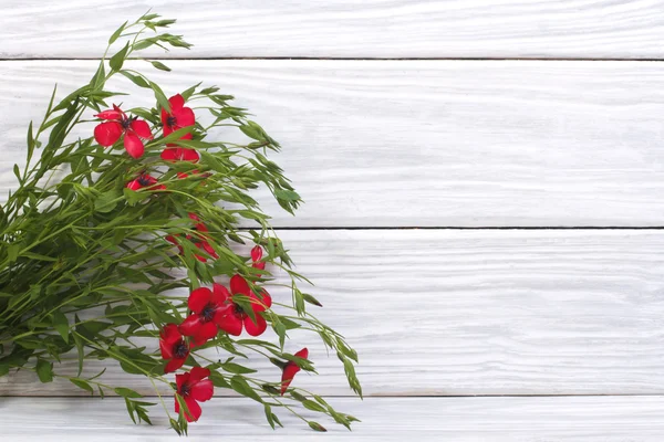 Ropa roja floreciente con hojas verdes en el fondo de madera —  Fotos de Stock