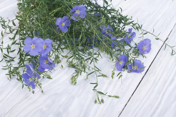 Blue flax flowers with buds on a wooden table — Stock Photo, Image