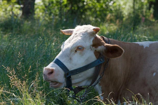 Vaca en la hierba alta en un pasto de verano — Foto de Stock