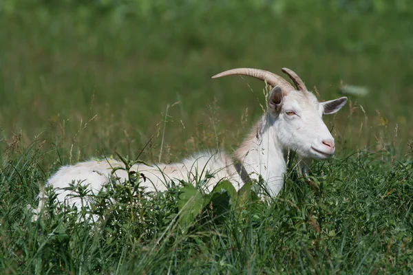Chèvre blanche dans l'herbe haute sur un pâturage d'été — Photo