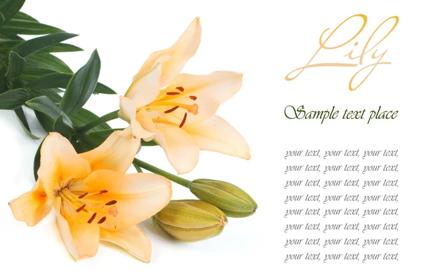 Beautiful bouquet of yellow roses with text isolated on white — Stock Photo, Image