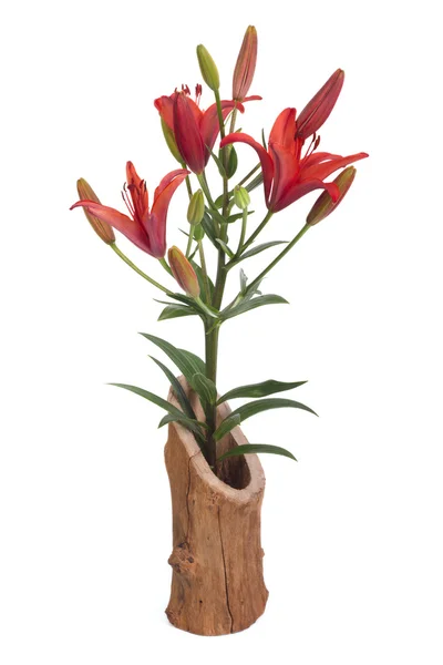 Un ramo de lirios rojos en un jarrón de madera aislado en blanco — Foto de Stock