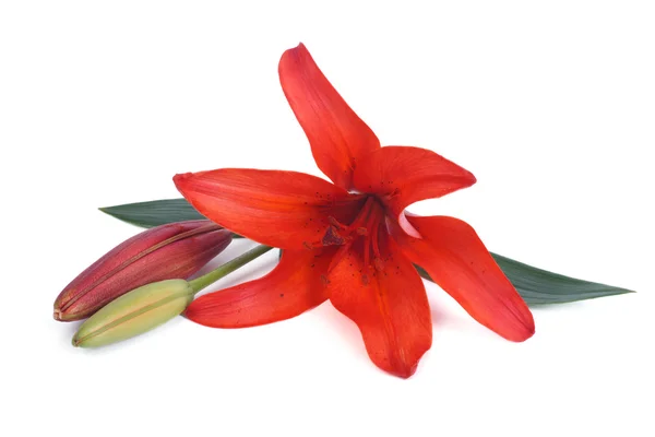 Red lily flower with a bud isolated on white background — Stock Photo, Image