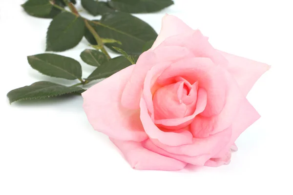 Ροζ τριαντάφυλλο με φύλλα που έχουν απομονωθεί σε λευκό φόντο. — Φωτογραφία Αρχείου