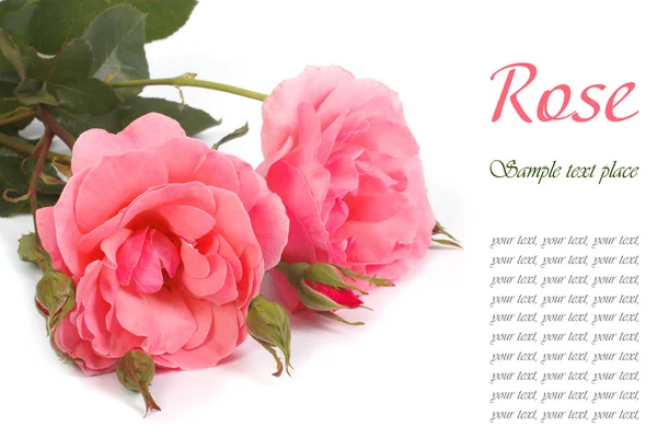 Růžové růže izolované na bílém pozadí. — Stock fotografie