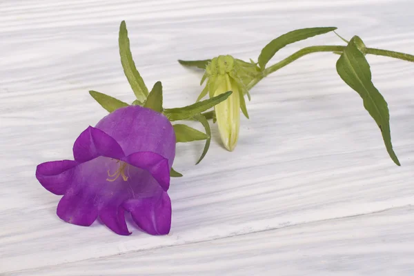 Ahşap masa lambası üzerinde mavi çan çiçeği — Stok fotoğraf
