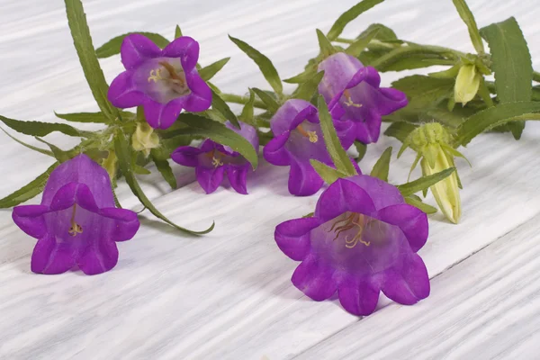 Un bouquet de fleurs de cloches bleues sur une table en bois clair — Photo