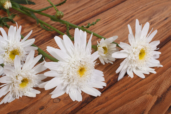 White chrysanthemums on a brown wooden table. close-up