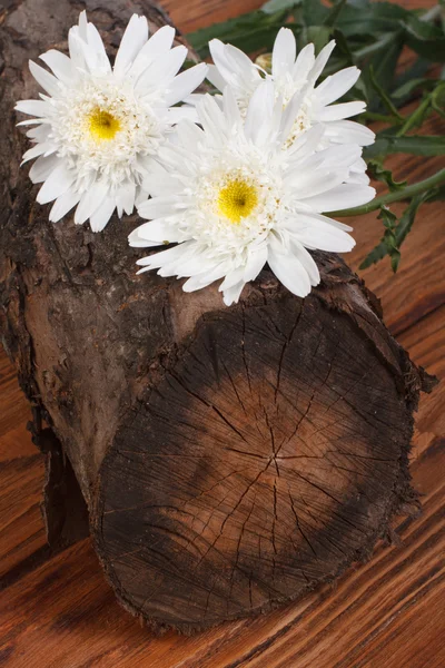 Un ramo de crisantemos blancos en un tocón de árbol. vertical —  Fotos de Stock