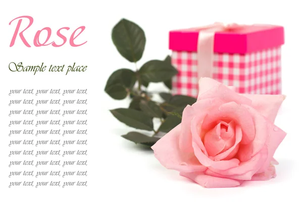 Feestelijke cadeau met roze roze bloem geïsoleerd op witte achtergrond — Stockfoto