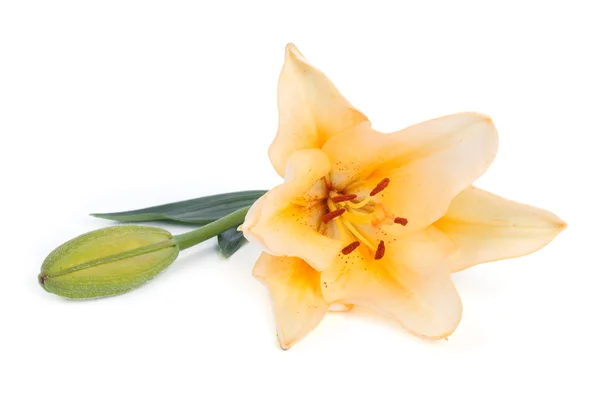 Flor de lirio amarillo con un brote aislado sobre fondo blanco — Foto de Stock