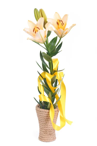 Žlutá lilie květy v vazeizolirovany na bílém pozadí — Stock fotografie