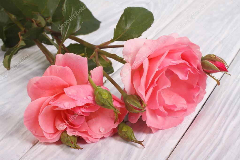 Rosa Bonita Como Mi Amiga Rosa Me Gustaflores Com Pinterest Bonitas Rosas Picture Of Botanical Gardens Jardin Botanico
