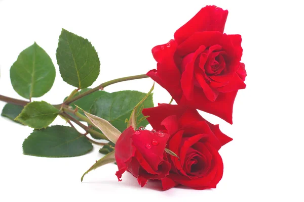 Rode roos met druppels dauw geïsoleerd op witte achtergrond Stockafbeelding