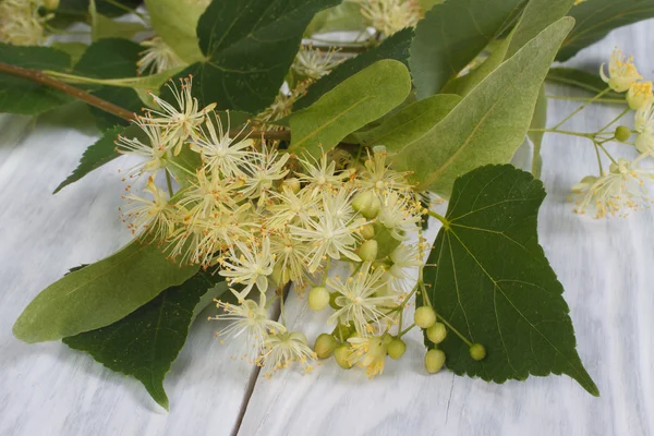 Bunga harum pohon linden di atas meja kayu — Stok Foto