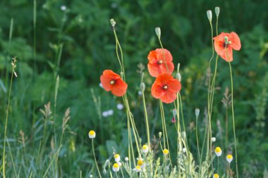 yeşil çim alanın arka plan üzerinde kırmızı haşhaş çiçekleri