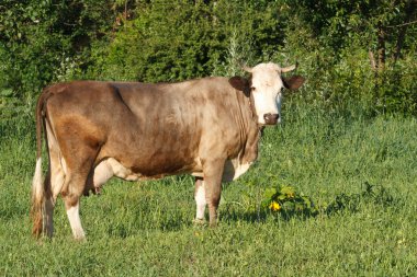 Yeşil Yaz çayır üzerinde kahverengi inek