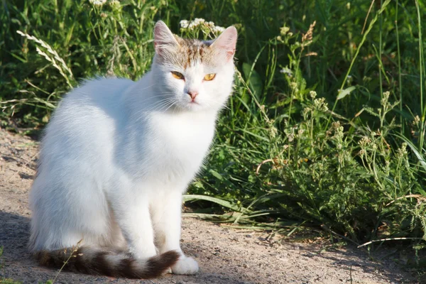 White cat on the road against the background of green grass — Stock Photo, Image