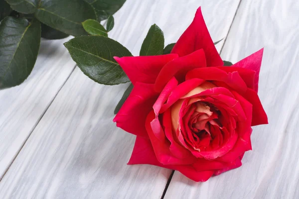 Jeden czerwony kwiat róży na drewnianym stołem — Zdjęcie stockowe