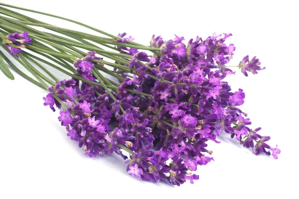 Ramo de flores de lavanda azul aisladas sobre fondo blanco — Foto de Stock