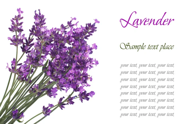 En bukett blommor lavendel blå med text isolerade — Stockfoto