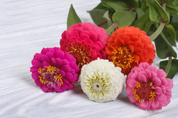 Multi-gekleurde zinnia bloemen close-up op houten tafel — Stockfoto