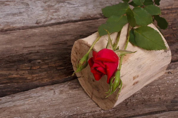 Beautiful red rose with buds on old wooden log — Stock Photo, Image