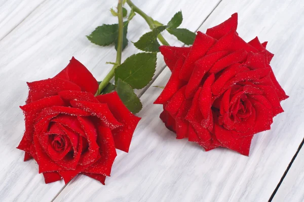 Duas lindas flores vermelhas rosa com gotas de orvalho — Fotografia de Stock