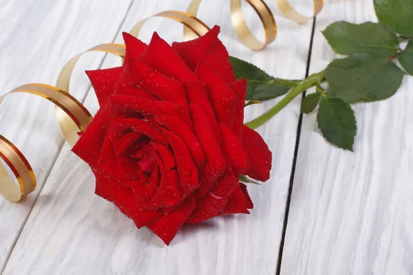 Rosa roja con gotas de rocío decoradas con cinta de oro — Foto de Stock