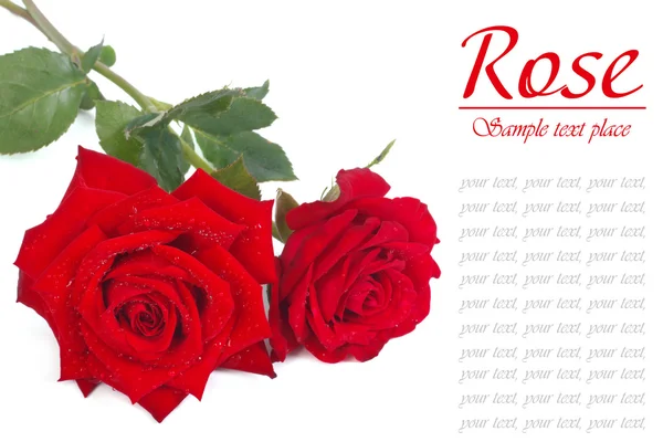 Ein Strauß roter Rosen mit Tautropfen auf weißem Grund — Stockfoto