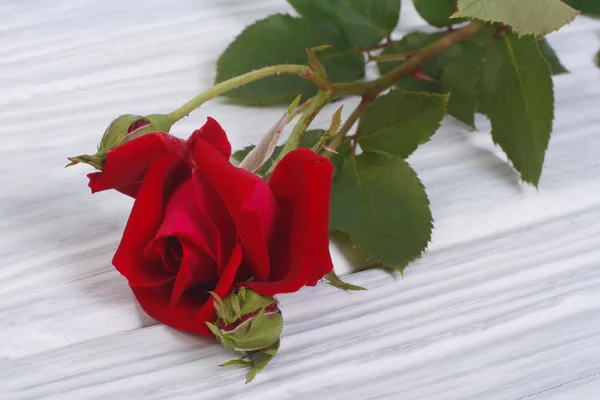 Knospe einer roten Rose auf einem Holzbrett — Stockfoto