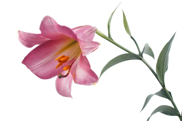 Beyaz bir arka plan üzerinde izole pembe borulu lily — Stok fotoğraf