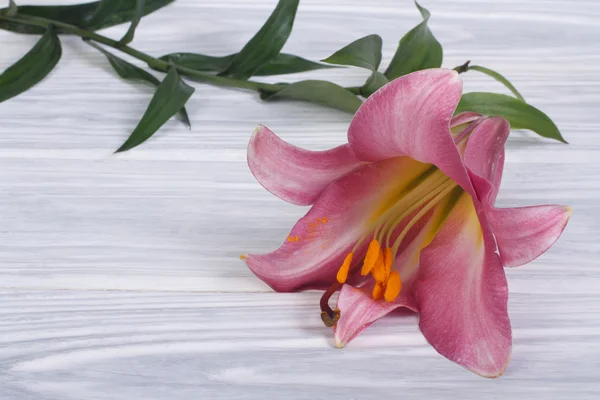 Beautiful delicate burgundy lily with stem — Stock Photo, Image