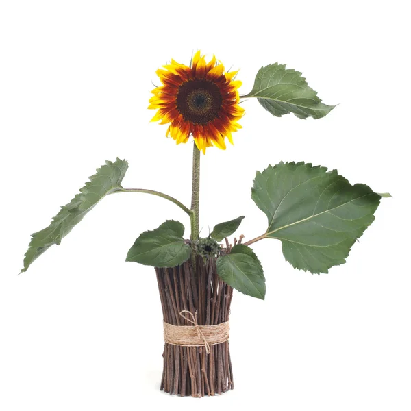 Ornamental sunflowers in a wooden vase — Stock Photo, Image