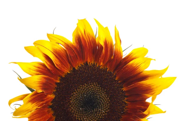 Dekorative Blume Sonnenblume isoliert auf weißem Hintergrund. — Stockfoto