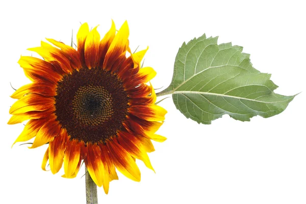 Sunflower decorative flower with green leaf isolated on a white — Stock Photo, Image