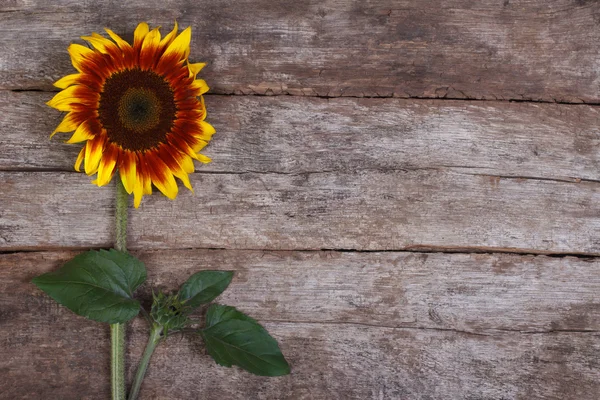 Decorative sunflower flower with a bud on the old wooden — Stock Photo, Image