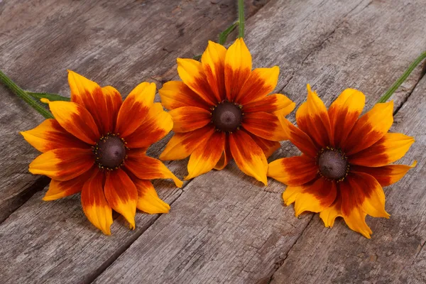 Färgglada blommor rudbeckia på ett gammalt träbord — Stockfoto