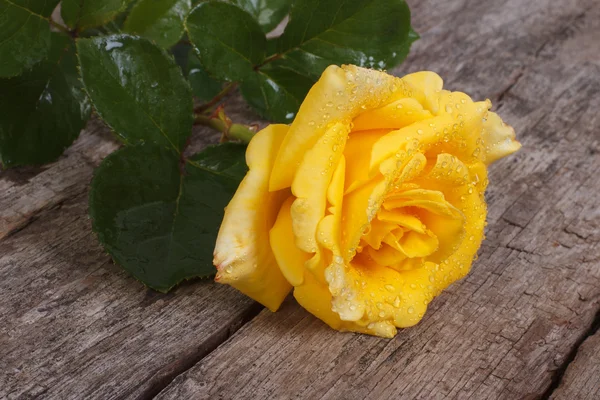 Hermosa rosa amarilla con gotas de rocío — Foto de Stock