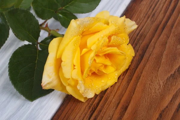 Rose jaune avec des gouttes de rosée sur les pétales. gros plan — Photo